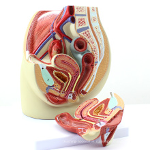 ANATOMY02 (12440) жизнь Размер женского таза разделе анатомические модели, 3часть, Анатомия модели &gt; модели Мужчина/женщина &gt; женские модели